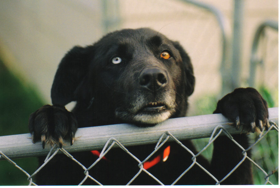Dog_by_skatepunk98.jpg