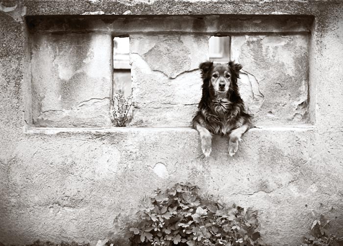 dog_in_wall_by_0verexposed.jpg