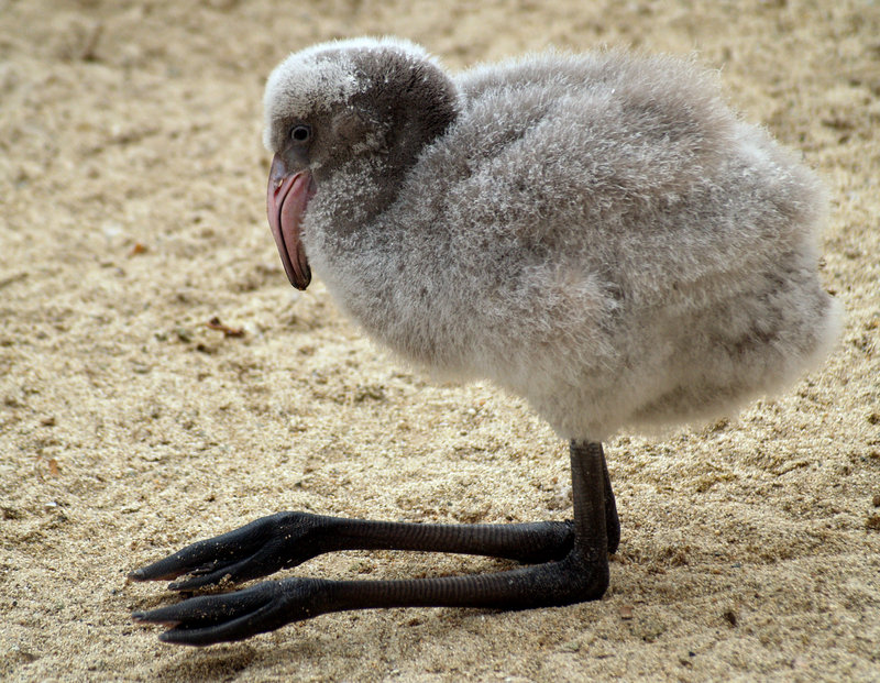 Baby_flamingo_by_mohaganbev.jpg