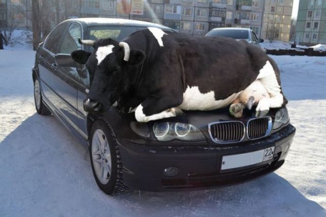 cow_on_car.jpg