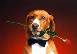 dogy_with_flower.jpeg