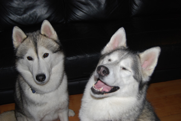 laughing_husky.jpg