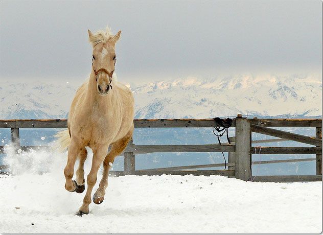 beautiful_horse_photography_part3_20.jpg