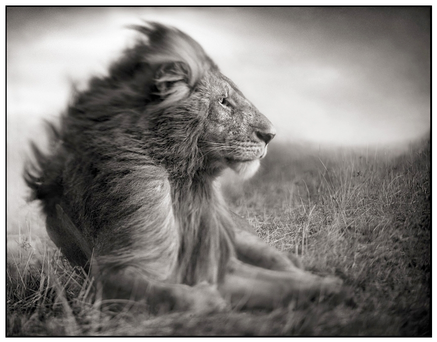 2_Lion_Before_Storm_II_Sitting_Profile.jpg