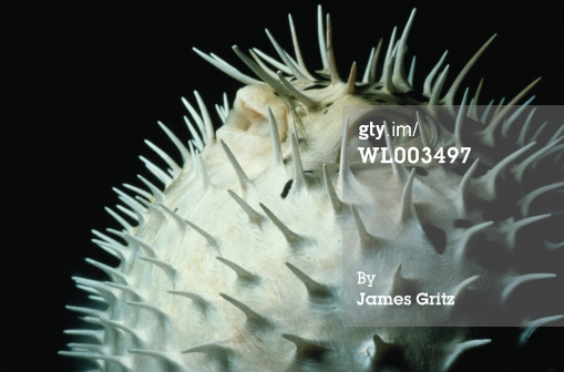 WL003497.jpg