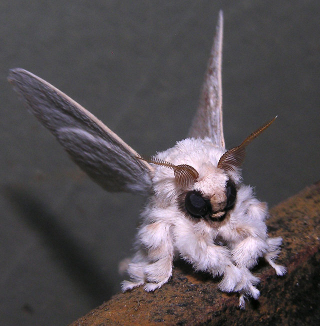 t60d193_poodle_moth.jpg