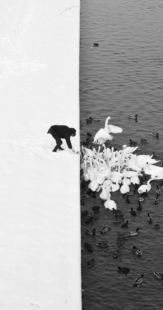 Marcin_Ryczek___A_Man_Feeding_Swans_in_the_Snow_in_Krakow__Poland..jpg