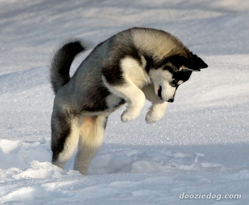 Siberian20Husky_aq.jpg