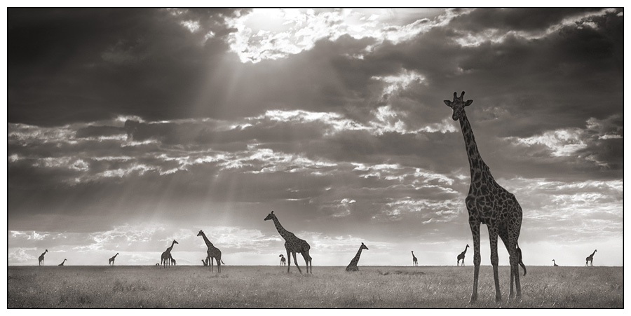 GiraffesInEveningLight.jpg