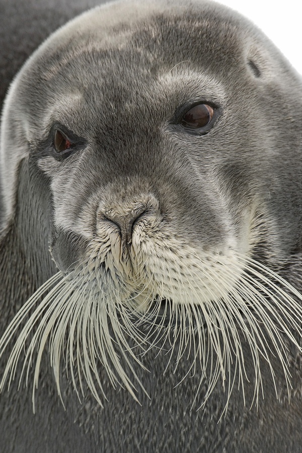 Bearded_Seal_by_Paul_Marshall_.jpg
