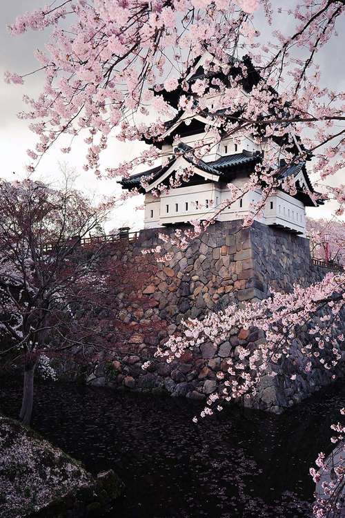 tumblr_n1p009ilSU1r5h04to1_500.jpg