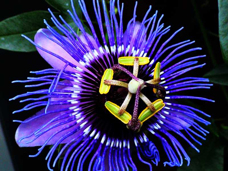 flower8.jpg