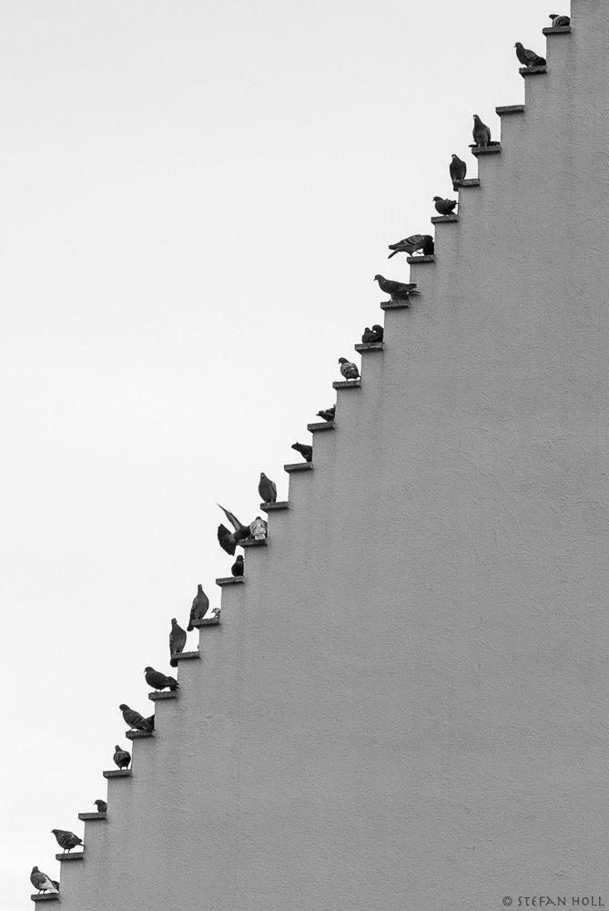 Pigeons_Stairs_By____Stefan_Holl.jpg