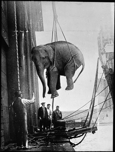 transporting_a_circus_elephant__early_1930s.jpg