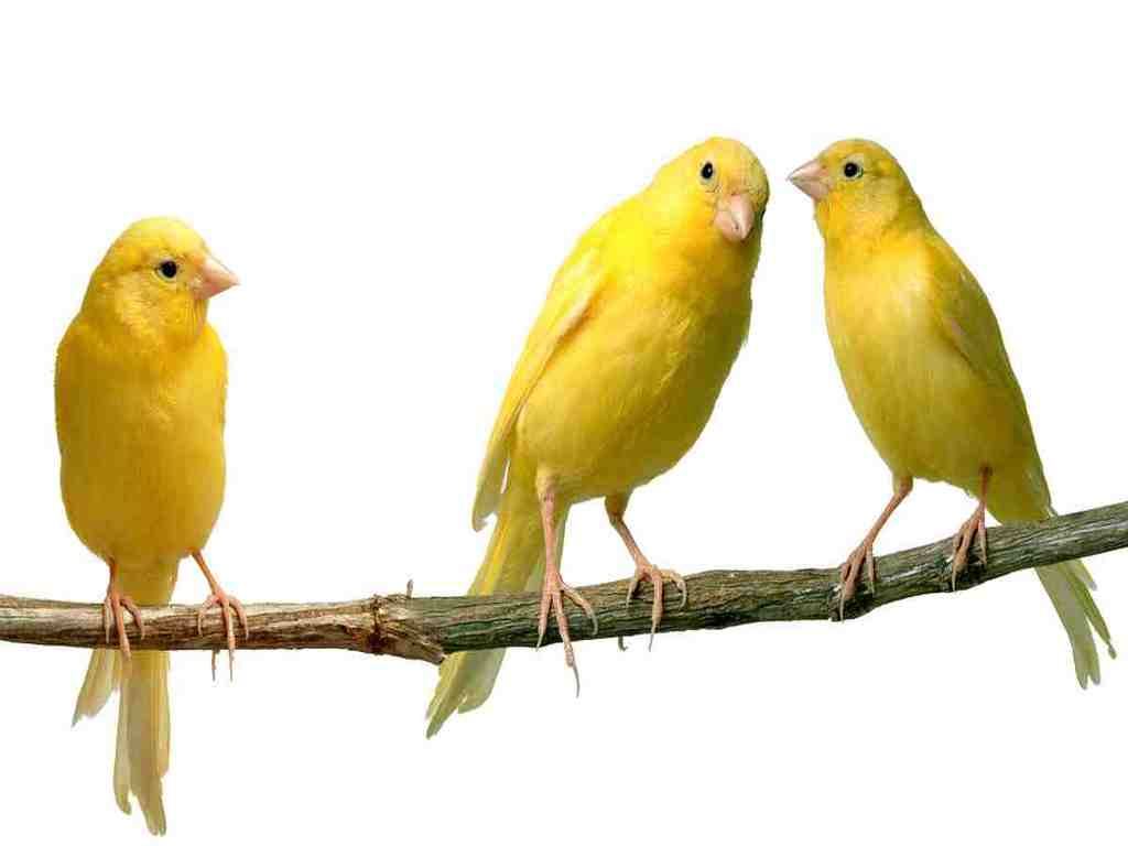 Three_Yellow_Canaries_Birds.jpg