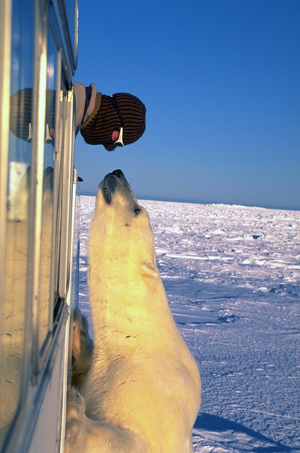Polarbear_Staring_Contest_by_Tristan_Bayer.jpg