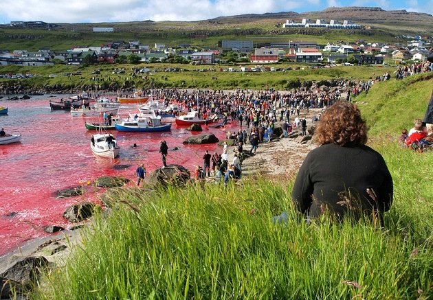 hunting_in_faroe.jpg
