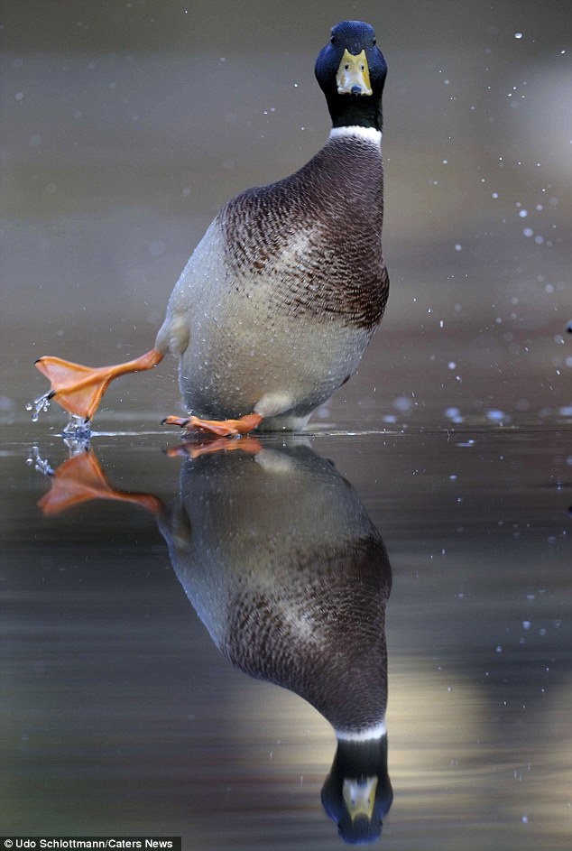 A_mallard__surprised_by_the_mirror_image_of_himself_on_a_frozen_lake__went_into_a_slide__then_did_the_splits__before_he_regained_his_balance_and_skated_across_the_pond..jpg