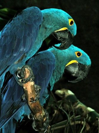 Arara_azul__Hyacinth_Macaw_.jpg