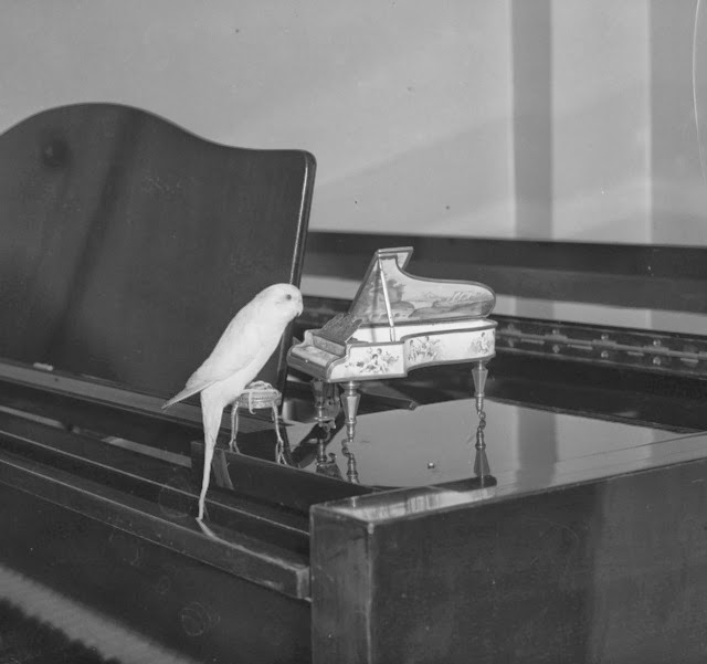 Vintage_Intelligent_Animals__15_.jpg