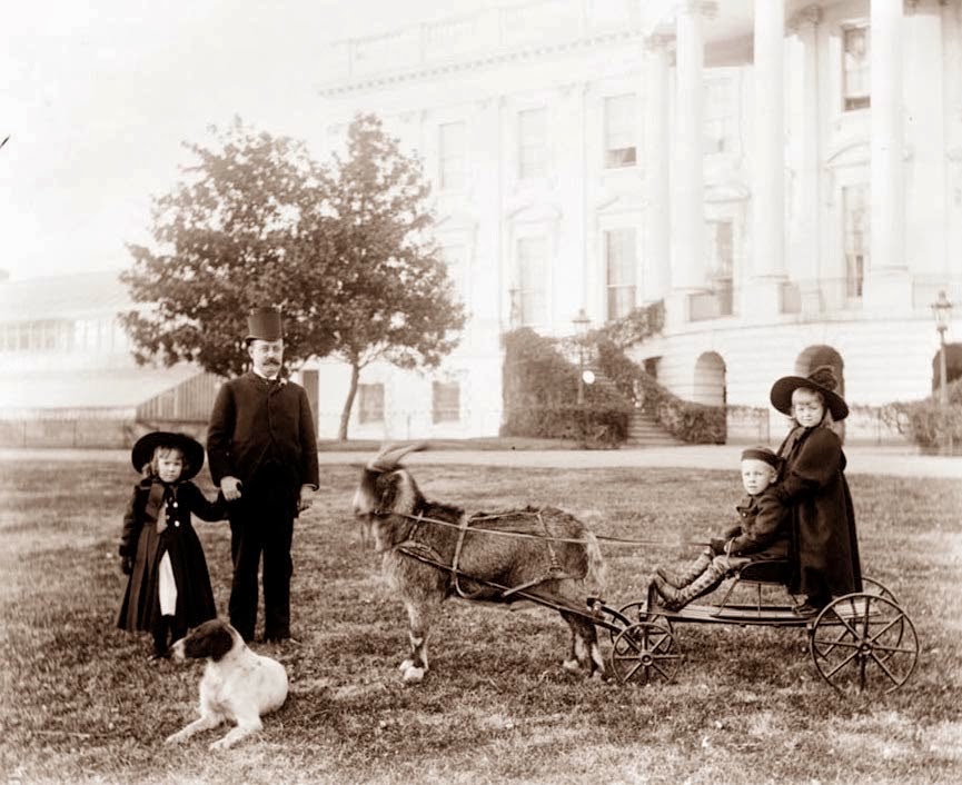 white_house_goat.jpg