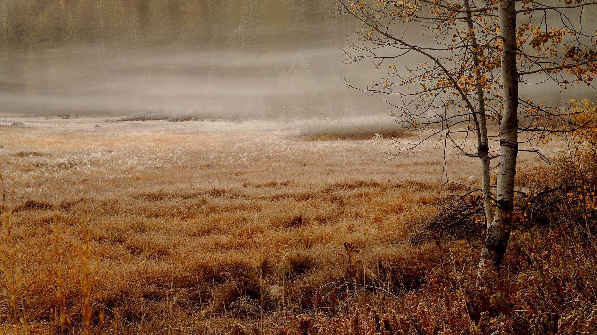 birch_forest_foggy_morning_fall_fog_spruce_grass_swamp_cloudy_484100.jpg