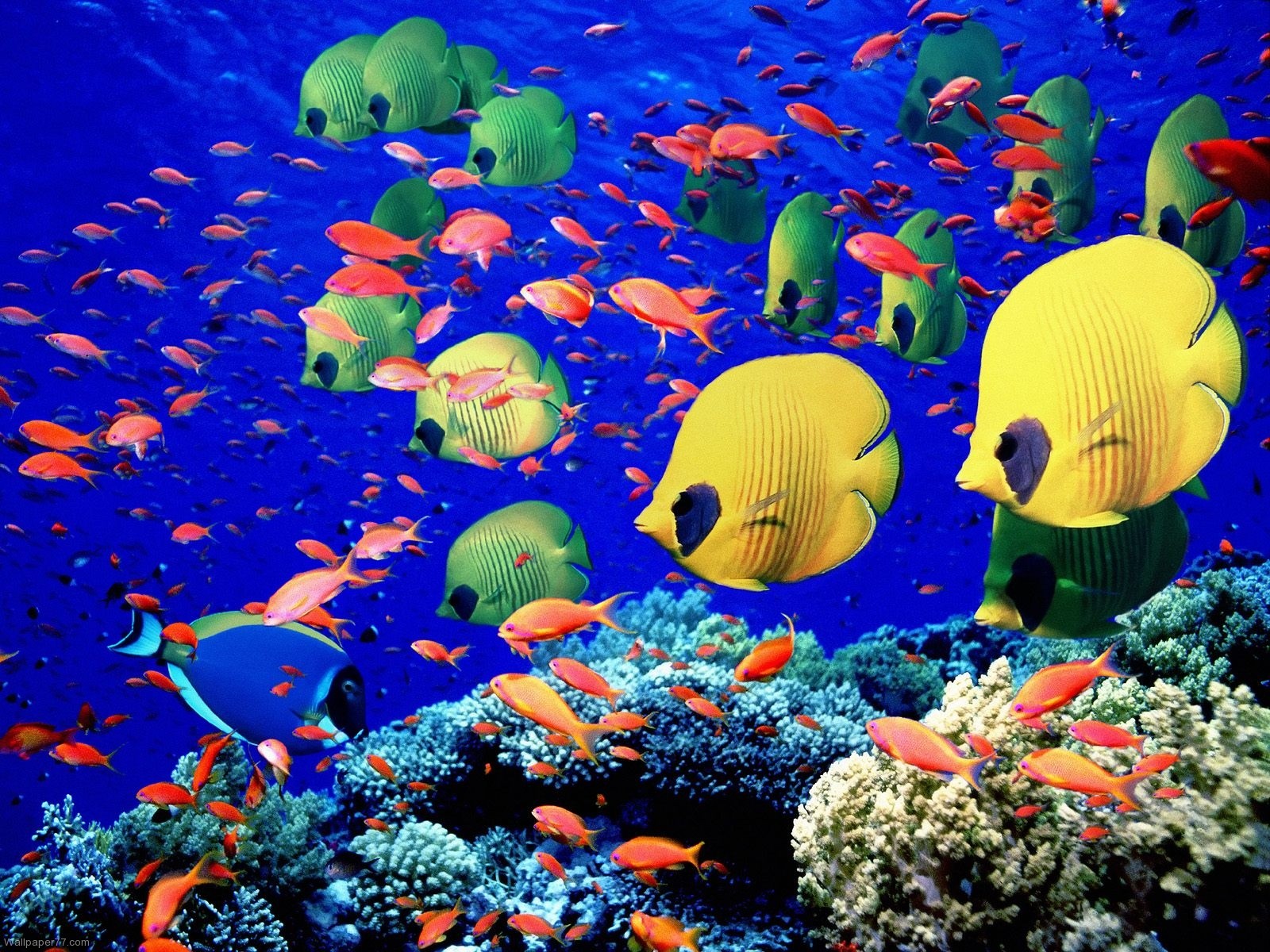 Colorful_Coral_Fish_fish_wallpapers_ocean_sea_underwater_water_1600x1200.jpg