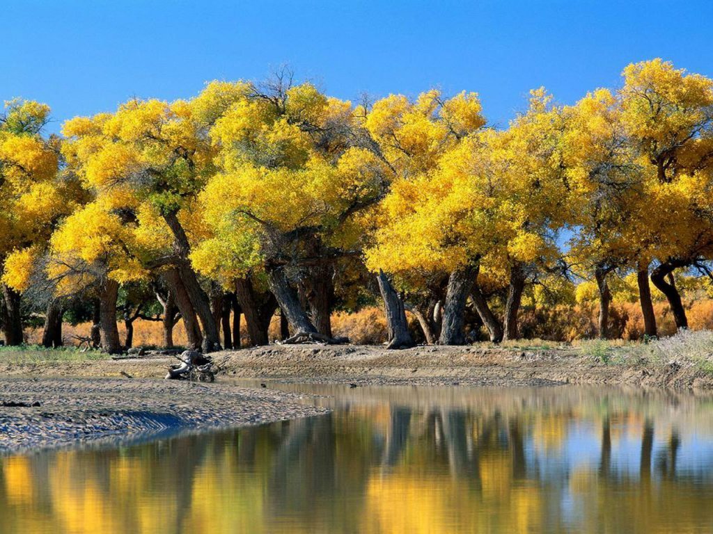 yellow_trees_Wallpaper_hl5xc.jpg