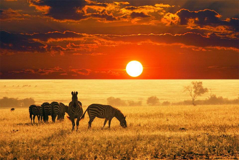 25_most_beautiful_animals_photography_stumbleupon_15.jpg