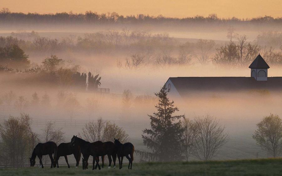 early_morning_fog_on_a_Kentucky_horse_farm__USA.jpg