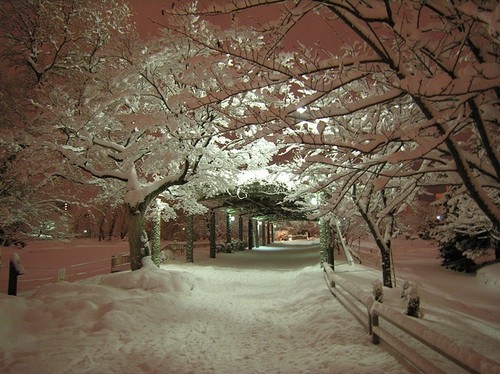 beautiful_nature_photograph_snow_winter_Favim.com_60898.jpg