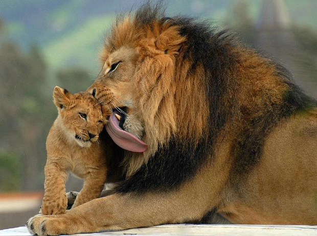 beautiful_animal_world_2_7_5_6_2_1_2_9_8_0_6_7_3.png