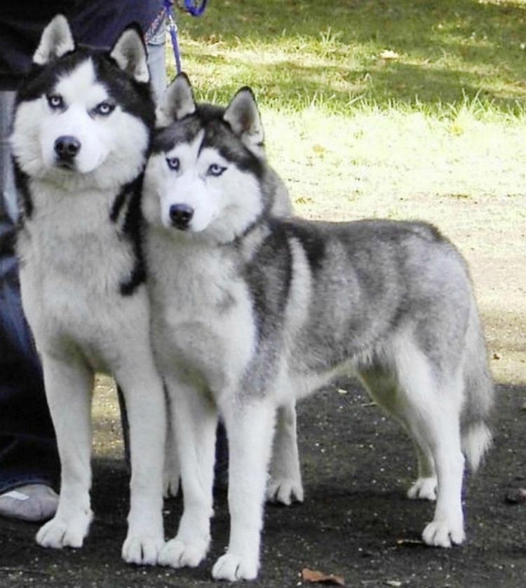 siberian_husky_pictures___Copy.jpg