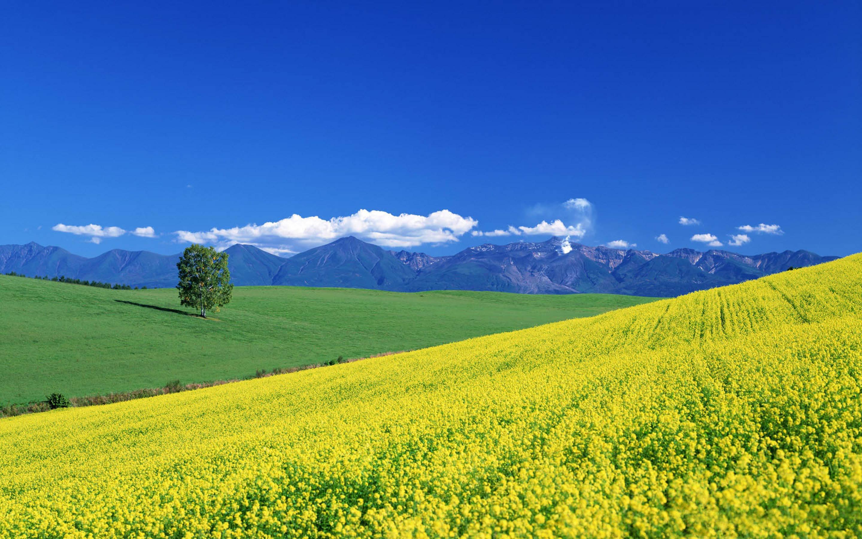 Nature_Fields_Flower_landscape_035851_.jpg