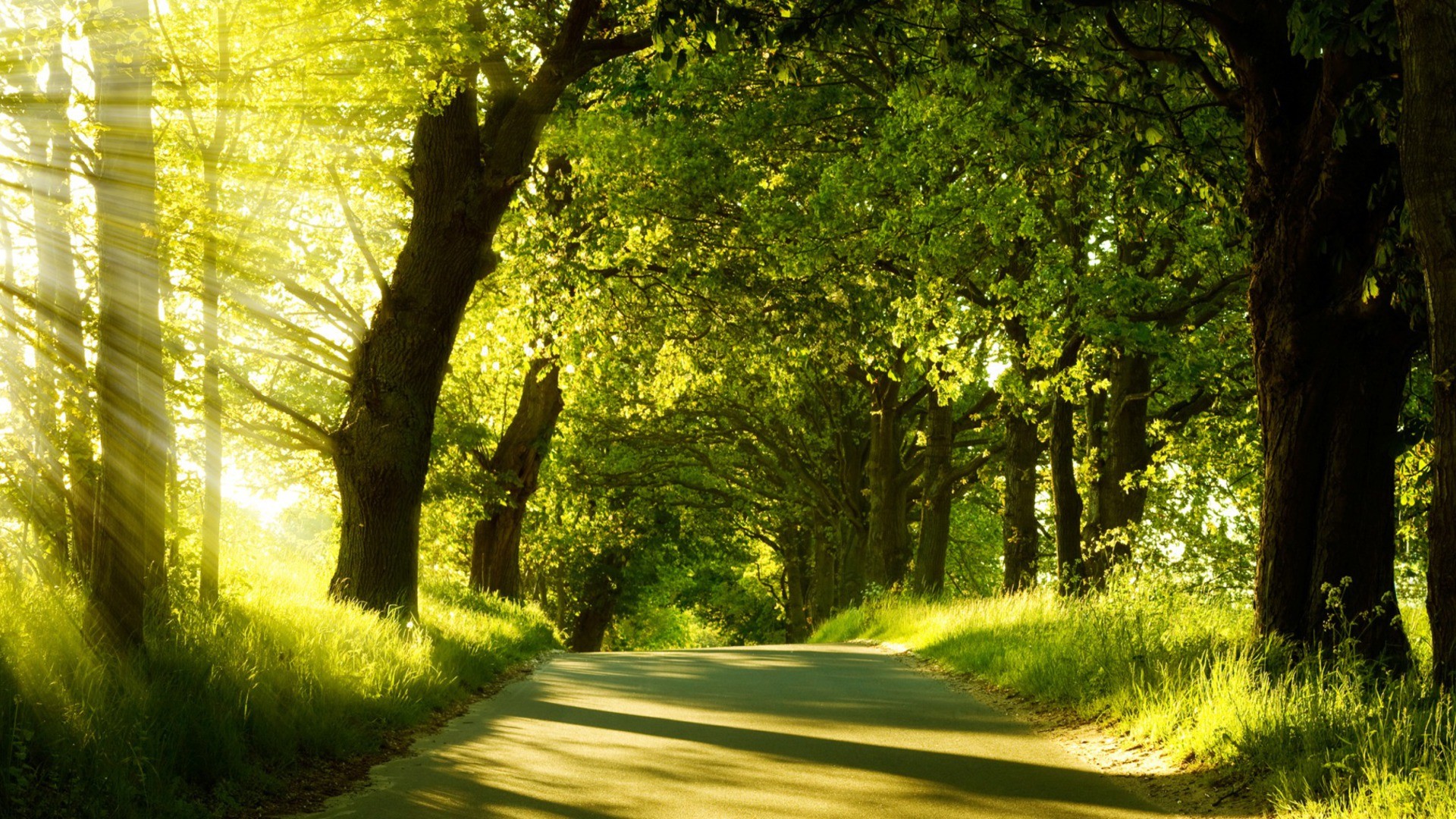 landscapes_trees_00375512.jpg