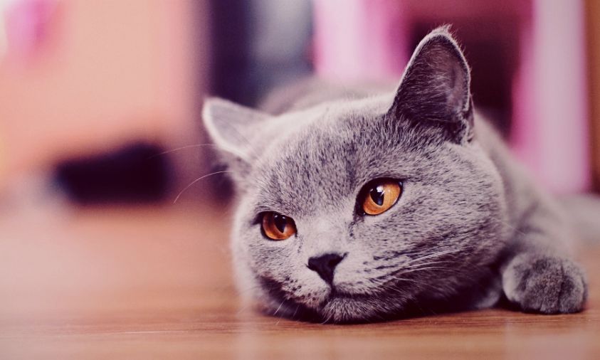 tumblr_static__nature_cats_animals_focus_kittens_fresh_new_hd_wallpaper__.jpg