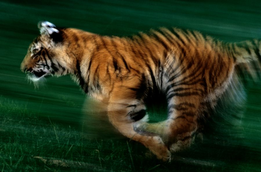 NationalGeographic_512821.jpg
