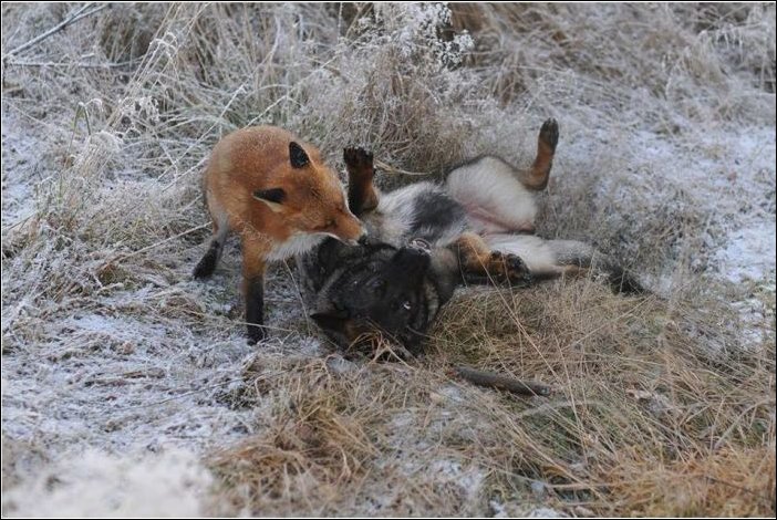 1386355441_fox_and1.jpg