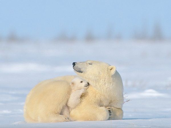 polarbearwithbaby4152600x450.jpg
