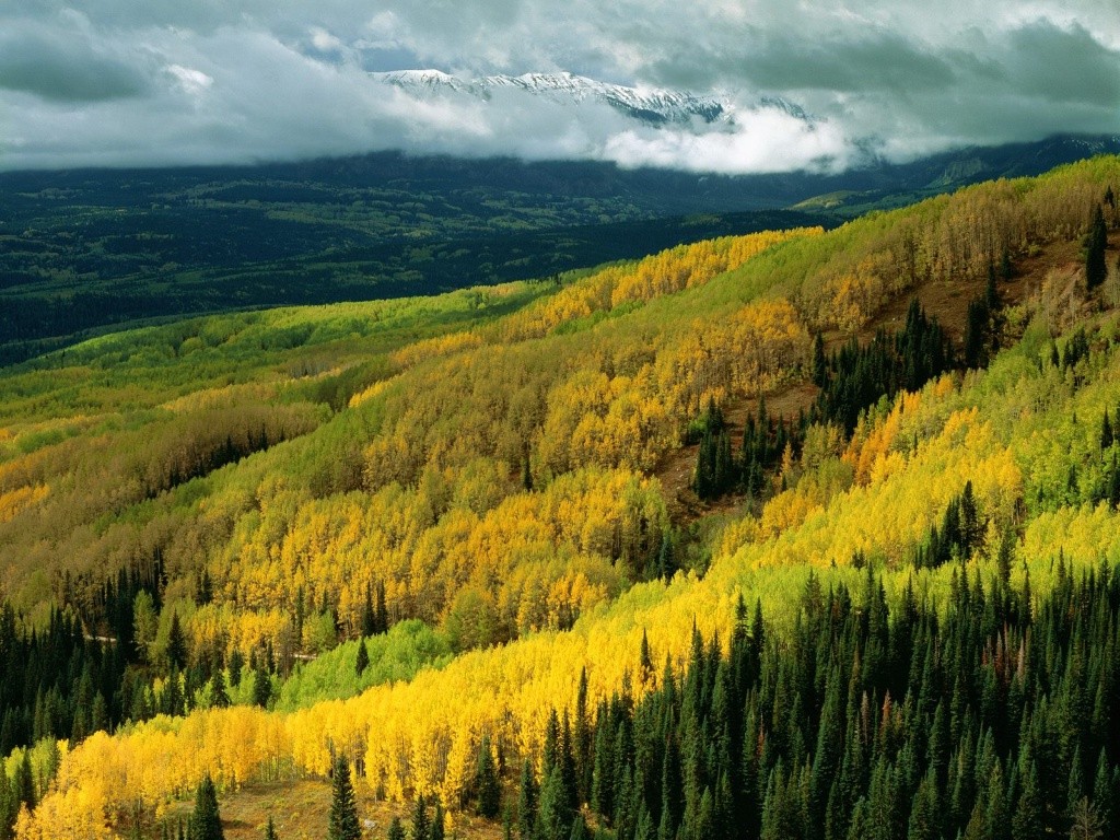 Yellow_Forest_high_quality_picture_hd_free_wonderful_nature_wide.jpg