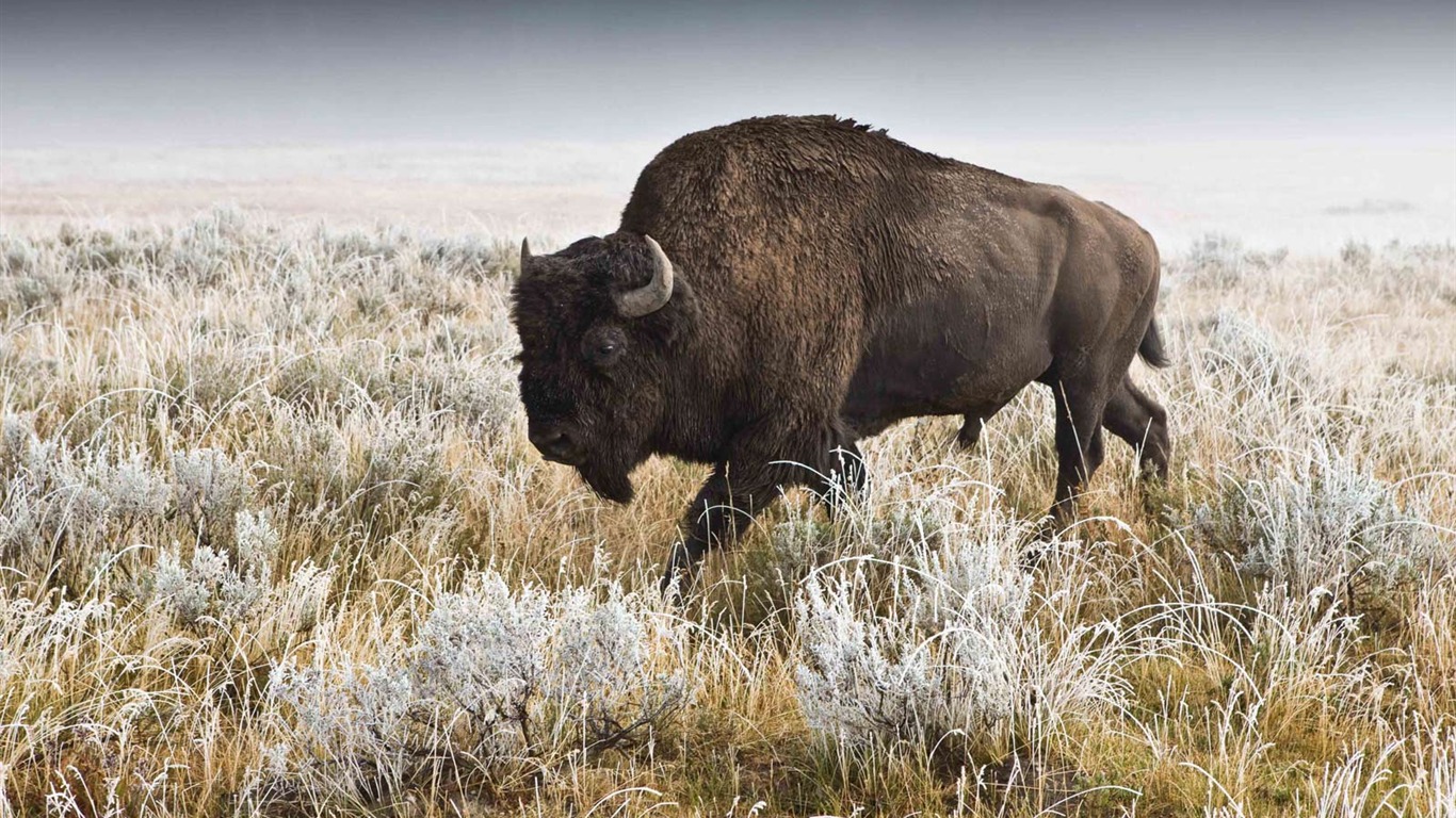 national_geographic_animal_art_culos_430487.jpg