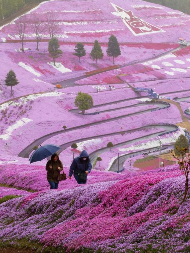 spring_flowers_hillside_634x844.jpg