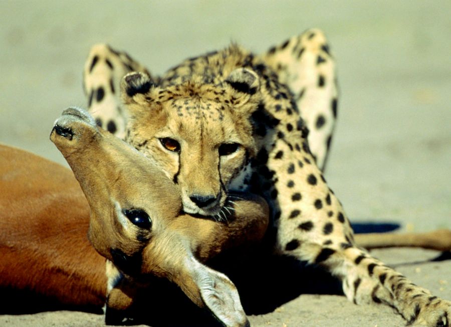 _Animals_National_Geographic_Cheetahs_Fresh_New_Hd_Wallpaper__.jpg