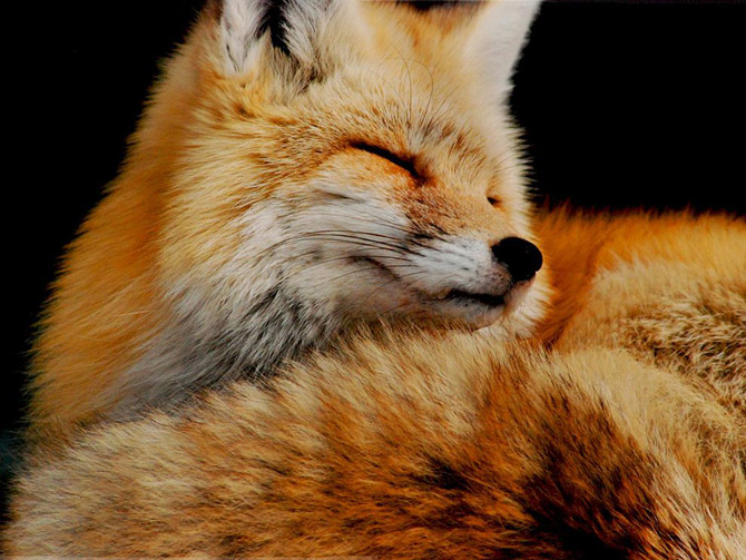 Animal_Photography_National_Geographic_8.jpg