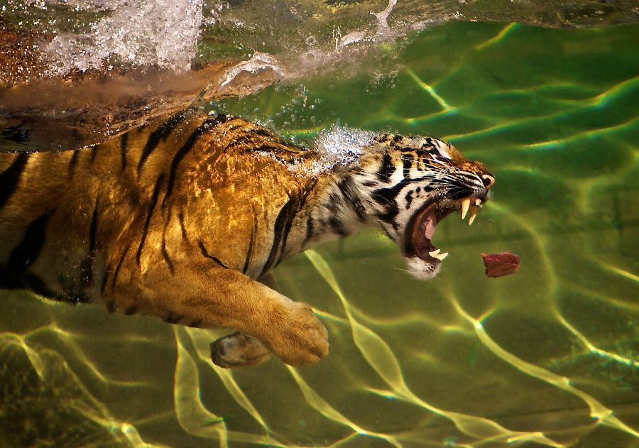 tiger_pictures.jpg