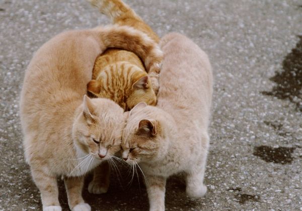 cats_national_geographic_1600x1200_wallpaper_www.jpg