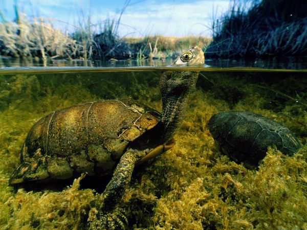 coahuilan_box_turtle_115_600x450.jpg