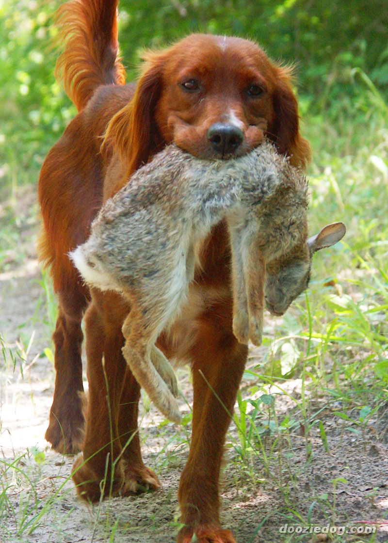 _irish_setter.jpg