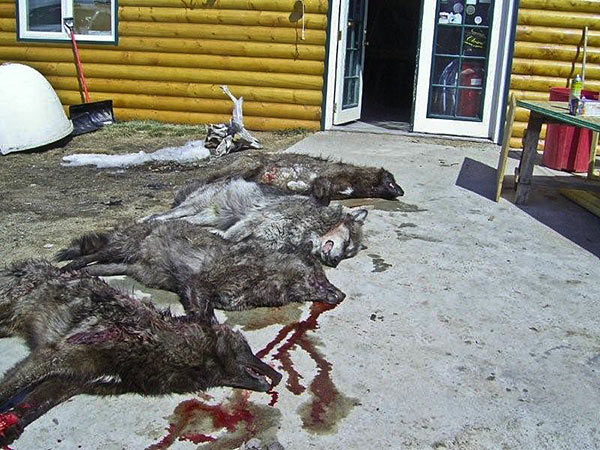 deadwolves3.jpg