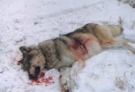 wolf.jpeg